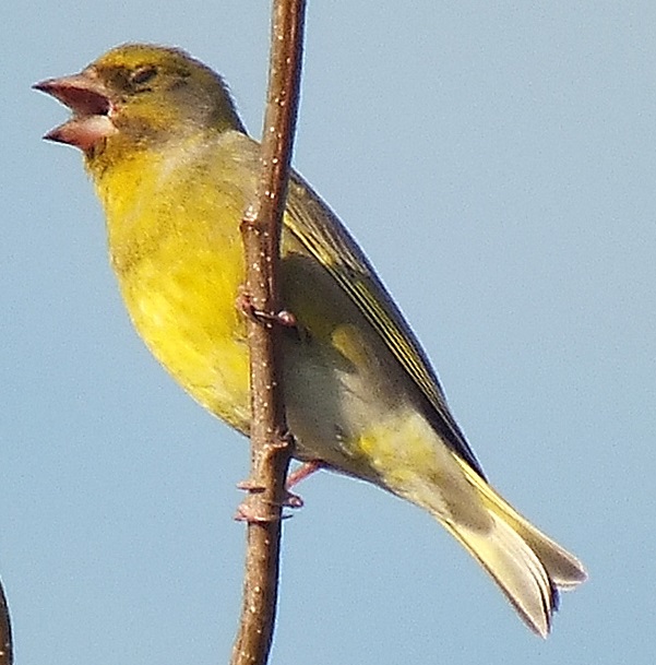 Greenfinch